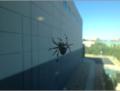 Wednesday 28.8. - Spinne am Fenster in meiner Firma - aussen - puuh