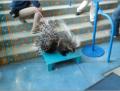 Saturday 7.12. - Porcupine an der Leine im Eingang zum Denver Aquarium