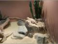 Bearded Dragons