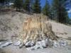 The Big Stump - petrified Sequoia (Redwood)