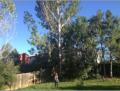 Saturday 7.9. - in diesen Baum im Garten von Jill und Mariah hat am Mittwoch der Blitz eingeschlagen ...