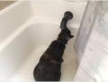 Saturday 25.04.2015 - wenn Bunny Durst hat geht sie meistens in unsere tropfende Badewanne und ist hinterher ganz nass
