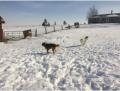 Saturday 28.02.2014 - Baylor spielt Frisbee - Beans ist nicht so begeistert