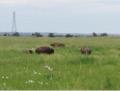 American Bisons