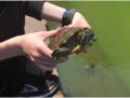 und zum Abschluss Schildkröten fangen im Central Park