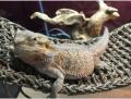 unser Bearded Dragon