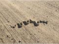 am Abend beim Heimfahren Bullsnake auf der Strasse ...