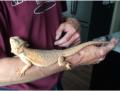 Sunday 15.5.2016 - Bearded Dragon auf'm Arm