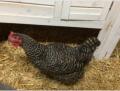 Wednesday 2.11.2016 - unser Eier - Huhn ...