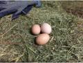 Monday 14.11.2016 - heute haben auch 2 von den jungen Hühnern Eier gelegt