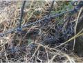 ... eine Schlange - Garter Snake oder auch Garden Snake genannt ...