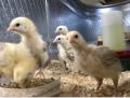 Saturday 26.8.2017 - Baby Chickens ...