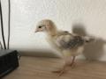 eins von mehreren Baby Chicken