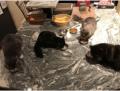 Cats at Diner