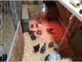 Wednesday 22.2.2017 - die Baby Chicken durften umziehen - haben jetzt mehr Platz ...