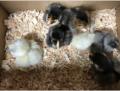 ... und 7 neue Baby Chicken am Abend