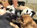 Sonnenbaden mit Hund und ... Ziegen