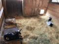 Saturday 22.7.2017 - die Ziegen geniessen die neue Box