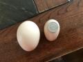 Saturday 29.7.2017 - heute gab's ein Mini - Ei