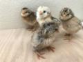 4 neue Baby Chicken ...