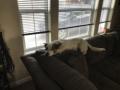 Baylor liegt auf der Couch wie die Katzen
