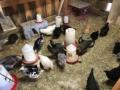 Tuesday 13.6.2017 - so viele Hühner - und alle hungrig