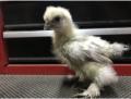 ein Silkie Baby Chicken