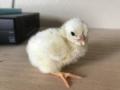 Sunday 7.5.2017 - Baby Chicken von gestern ...