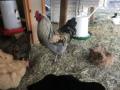 Chickens mit Hase im Hintergrund