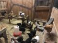 Friday 6.10.2017 - ein Stall voll Hühner