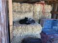 Wednesday 18.10.2017 - unsere Barn Katzen