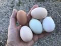 is den schon Ostern - die Hühner legen farbige Eier