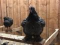 Black Chicken