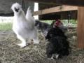 Silkie and Frizzle - nicht Namen sondern Rasse