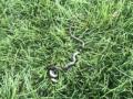 ... eine Garter Snake - die werden nicht grösser wie 70 bis 90 cm und sind ungefährlich