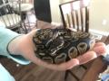 Tuesday 6.2.2017 - Kiki - eine handvoll Ball Python - eingerollt wie ein Ball - daher der Name