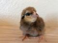 Saturday 24.2.2017 - ein paar von meinen neuen Baby Chicken....