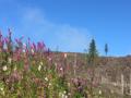 ... zwischen den Blumen oben am Berg sieht man Ralf's Kollege ...