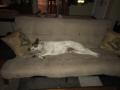Sunday 25.3.2017 - Baylor braucht die ganze Couch