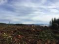 Friday 11.1.2019 - schnes Wetter und Mt Rainier im Hintergrund