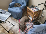 Saturday 19.11.2022 - Seit gestern Abend haben wir Cooper (Hund) und Killer (Katze) bei uns für eine Woche ...