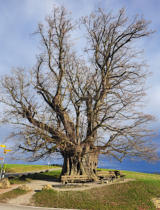 ...zuerst zur Linner Linde bei Linn, 400 Jahre alt ...