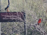 ... Cardinal Weibchen und Männchen ...